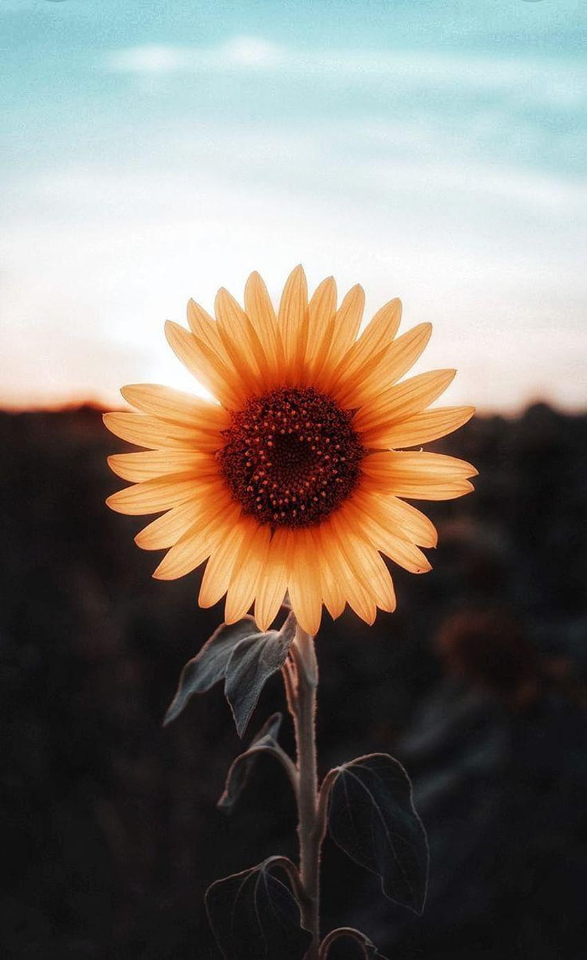 Sonnenblumen, gemeinsame Sonnenblume HD-Handy-Hintergrundbild