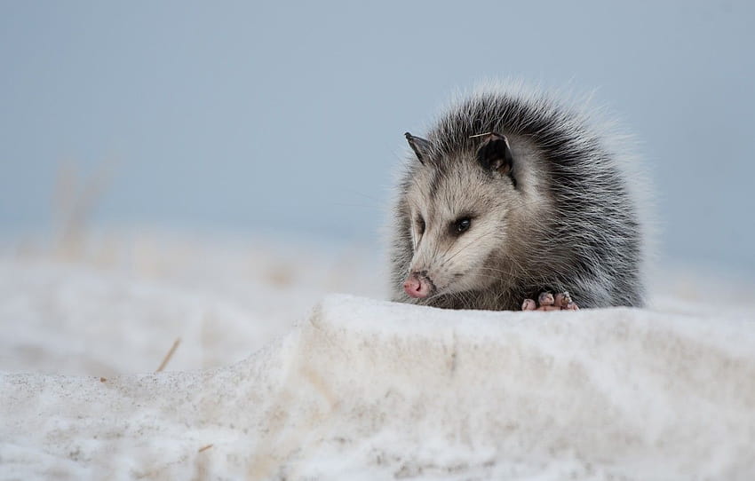 snow, marsupials, Possum , section животные HD wallpaper