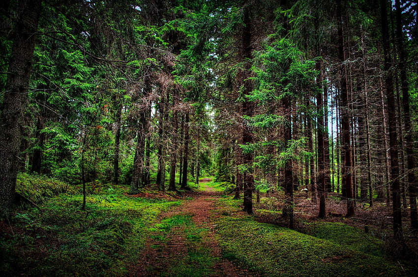 Pino 14, bosque de pinos fondo de pantalla