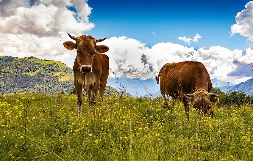 summer, the sky, grass, clouds, flowers, mountains, two, cow, cows, pasture, meadow, pair , section животные HD wallpaper