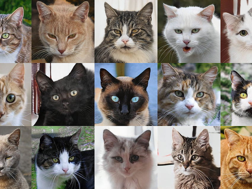 Pronto, internet creará su propio gato y luego no nos necesitará, collage de gatos fondo de pantalla
