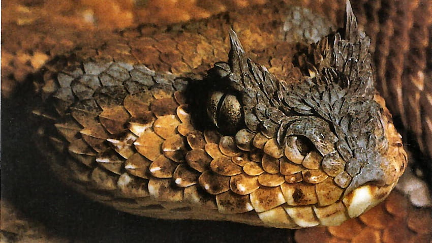 Horned Viper Snake HD wallpaper