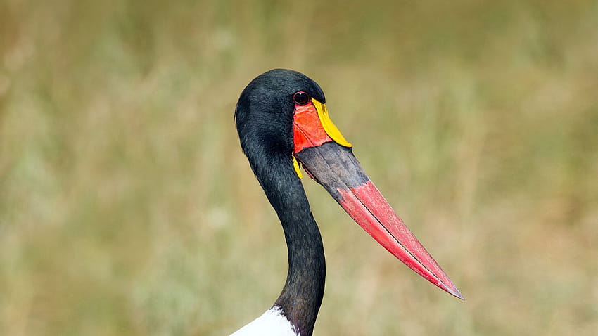 shoebill stork HD wallpaper