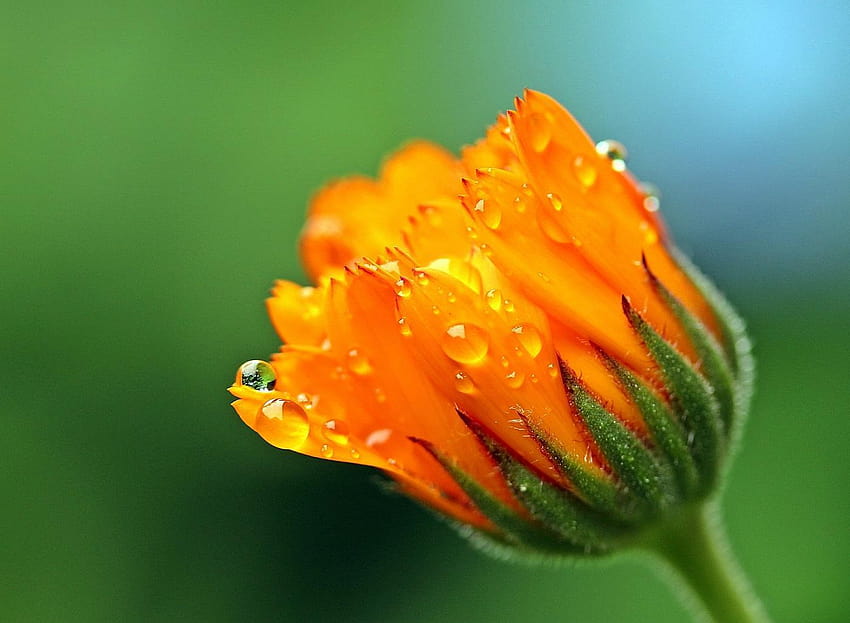 Marigold for Android, trapped flowers HD wallpaper