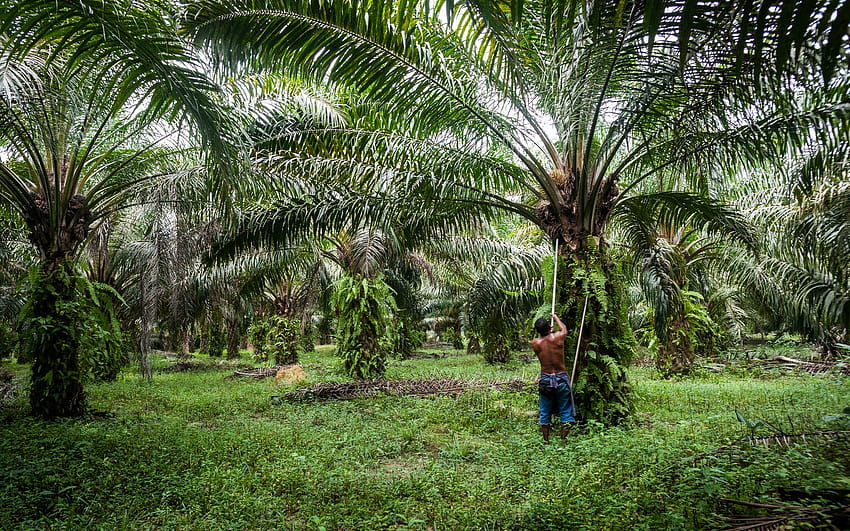 Zrównoważony olej palmowy Tapeta HD