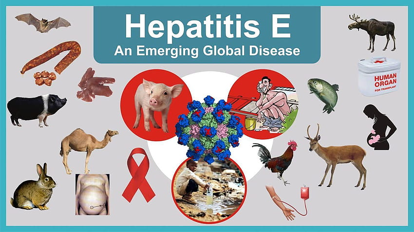 Hepatitis Clipart HD wallpaper