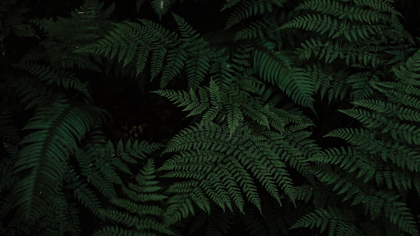 1920x1080 fougère, feuilles, sculpté, plante, vert plein Fond d'écran HD