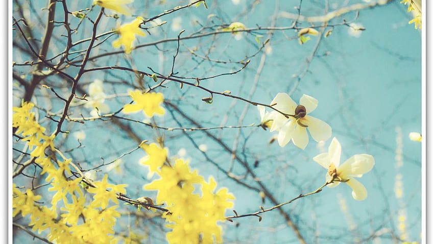 春の花モクレン フレーム 黄色、黄モクレン 高画質の壁紙