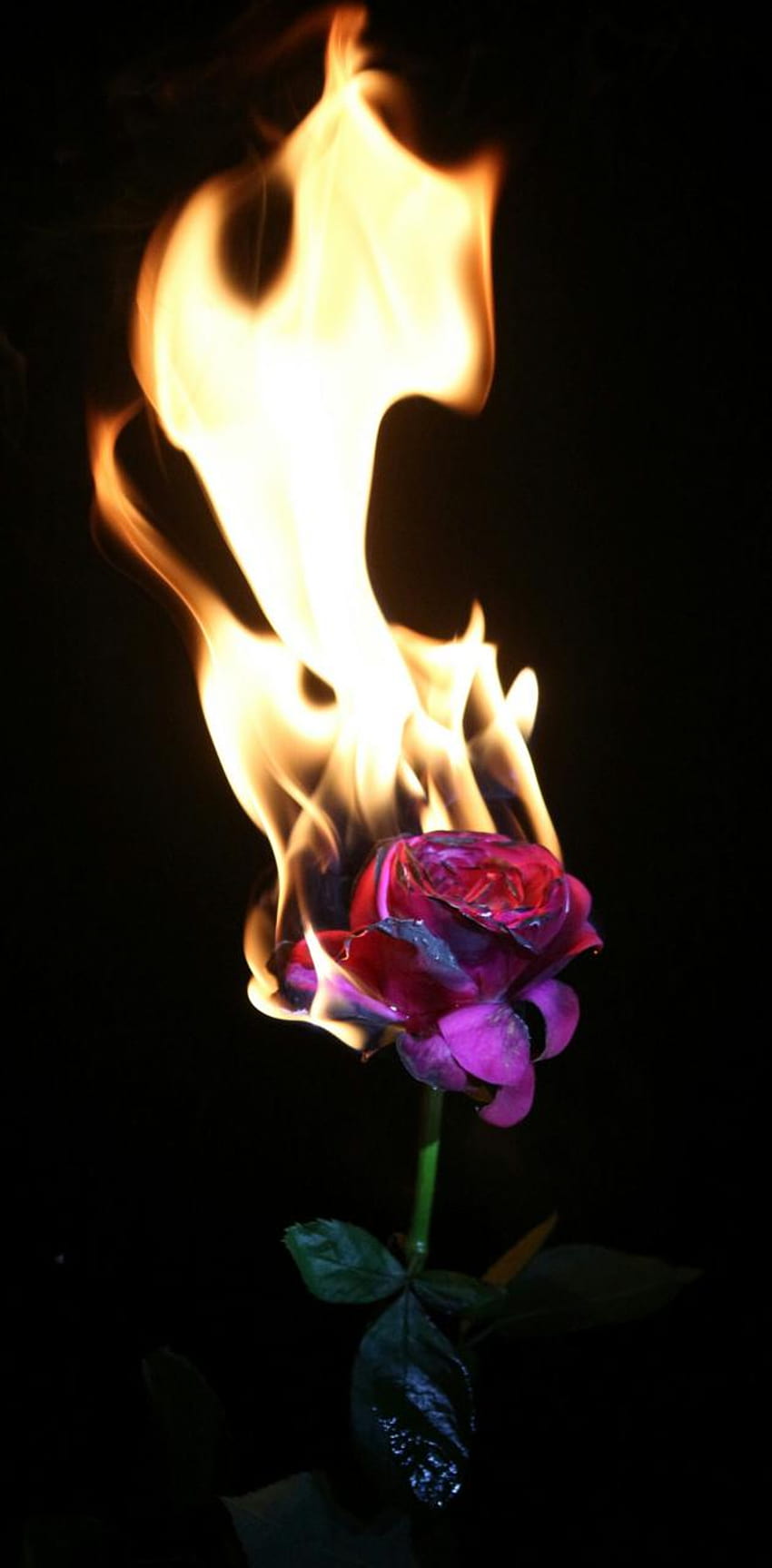 VipulDeshmukh의 Burning Rose, 불타는 꽃 HD 전화 배경 화면