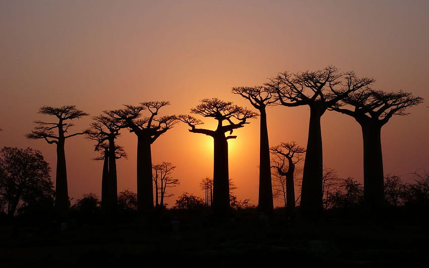 Baobab, pays madagascar Fond d'écran HD