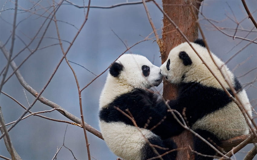 pandas, couple, forest, pandas on the tree, cute bears, China, Tibet, Wolong National Nature Reserve, wildlife with resolution 1920x1200. High Quality, panda couple HD wallpaper