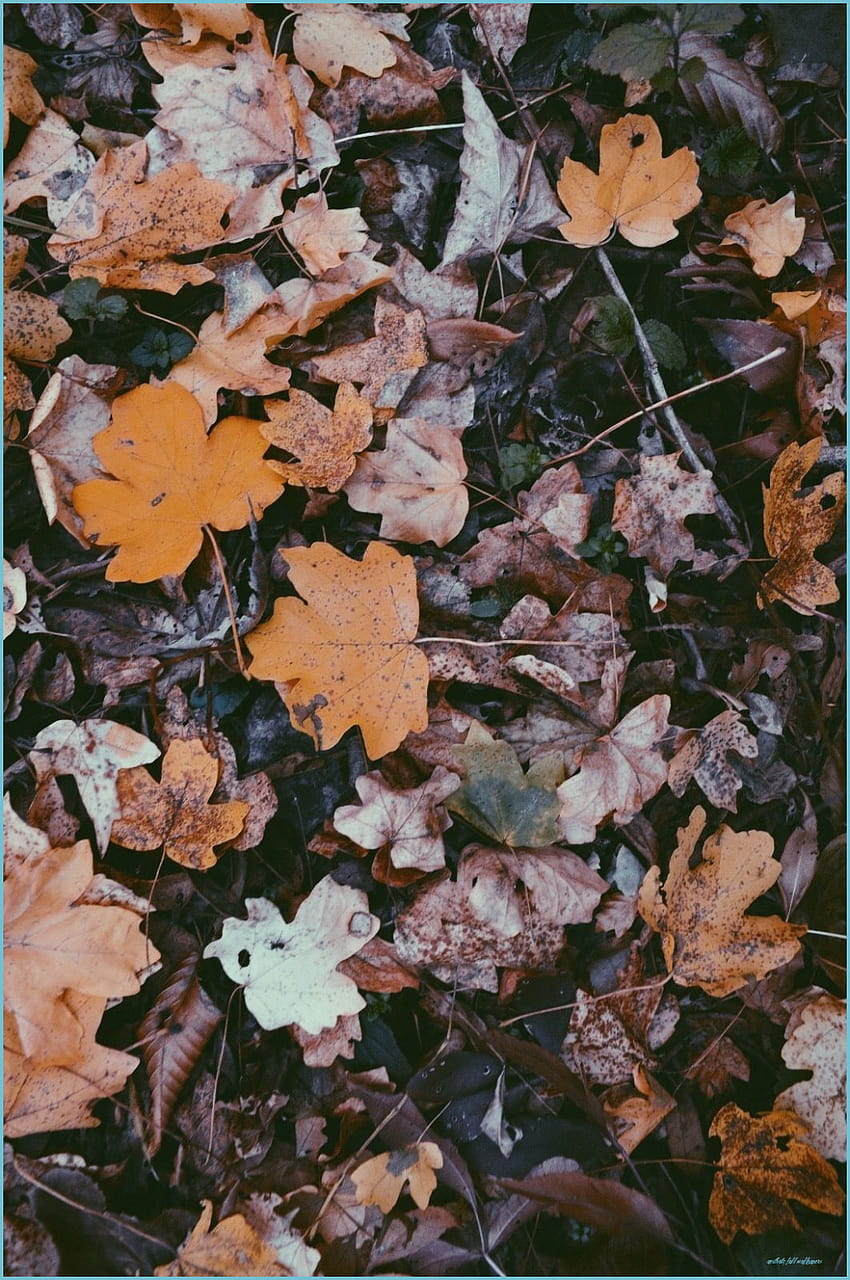 Autumn Aesthetic HD phone wallpaper | Pxfuel