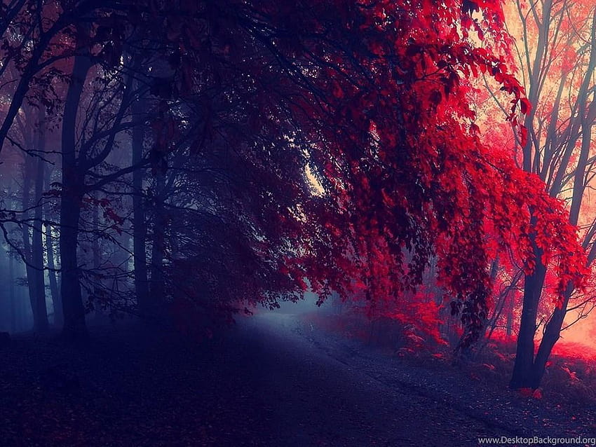 Foggy Red Autumn In The Forest Backgrounds, red fall forest HD wallpaper