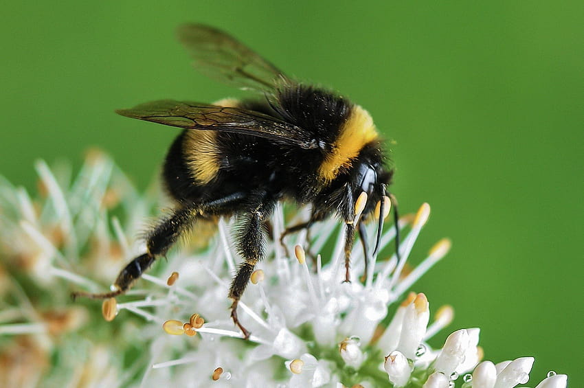 Близък план на земна пчела върху бели цветя · Букет, оранжева и черна пчела HD тапет