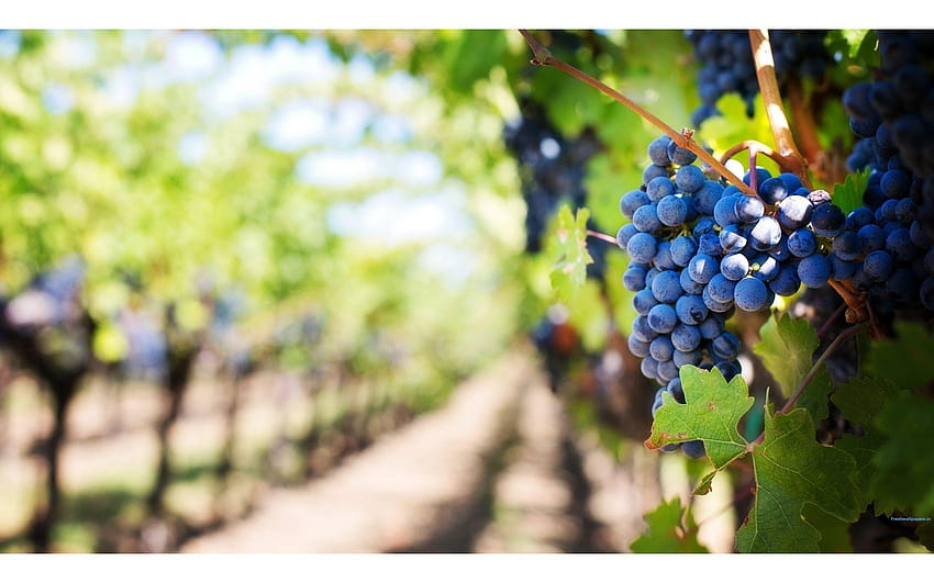 Ripe Grapes in Vineyard, grape vineyard HD wallpaper