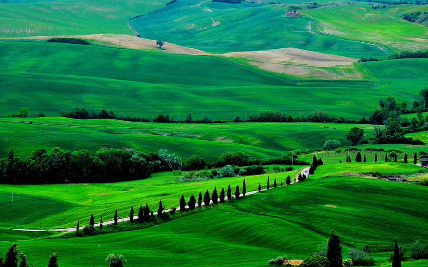 Fields Trees Italy Road Tuscany, toscana HD wallpaper