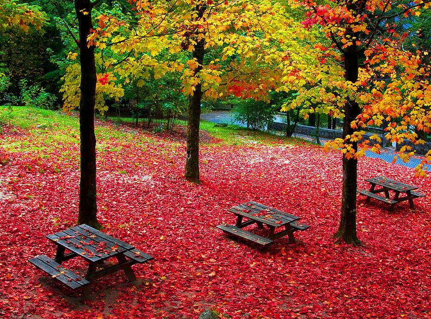 Picnic Tables in Autumn Park HD wallpaper | Pxfuel