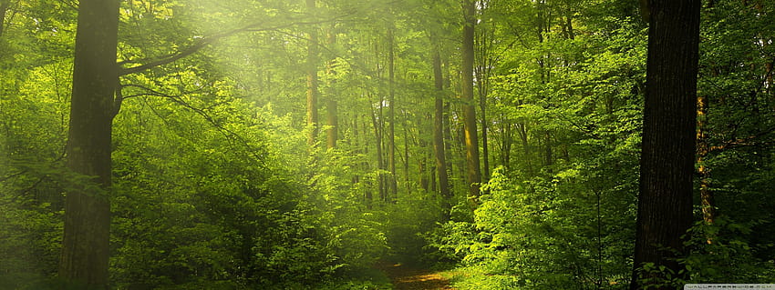 Natureza bonita, fundos ultra verdes da floresta, laptop verde floresta papel de parede HD