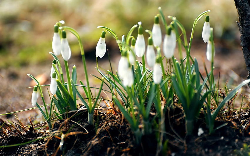 1920x1200 snowdrops, flowers, primroses, spring, leaves, earth backgrounds, earth spring HD wallpaper