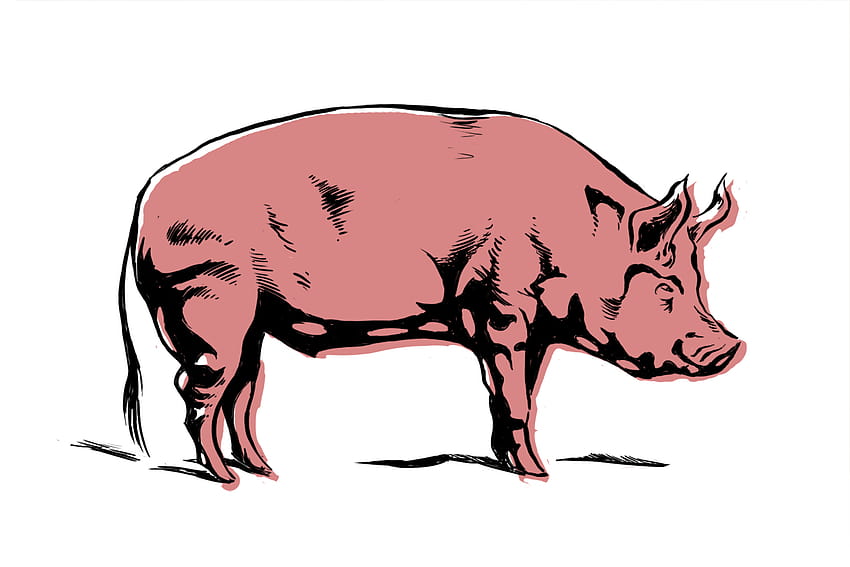 Best 5 Pig Roast on Hip, piggy drawings HD wallpaper