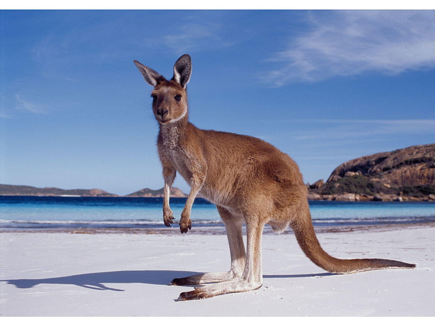 kangaroo beach animals, wallaby HD wallpaper