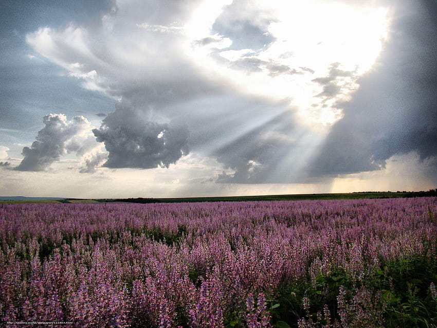 Moldova, lavender, field HD wallpaper