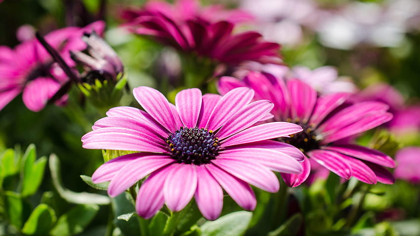 Beautiful Flowers Purple Marguerite Android HD wallpaper
