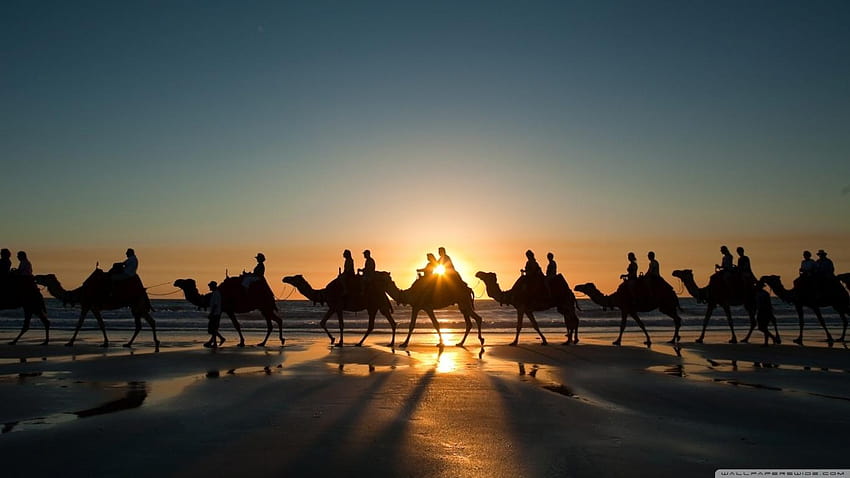 Pin on Camels