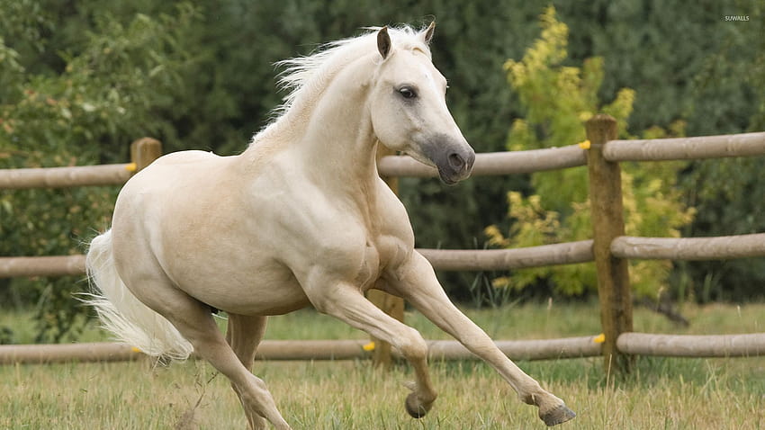 Beautiful white horse running HD wallpaper