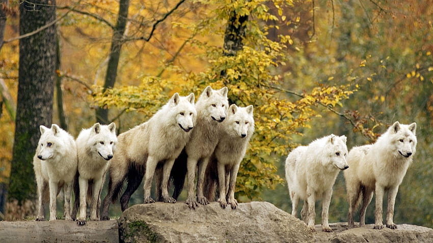 Autumn forests animals wildlife arctic Canadian wolves, wolves autumn HD wallpaper