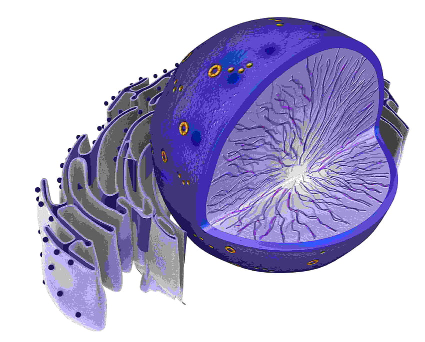 Best 4 Mitochondria on ...hip, nucleus HD wallpaper