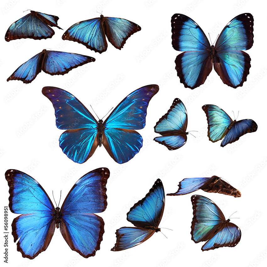 Of Blue Morpho Butterflies Wall Mural HD phone wallpaper