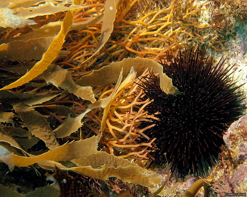 Sea urchin HD wallpaper | Pxfuel