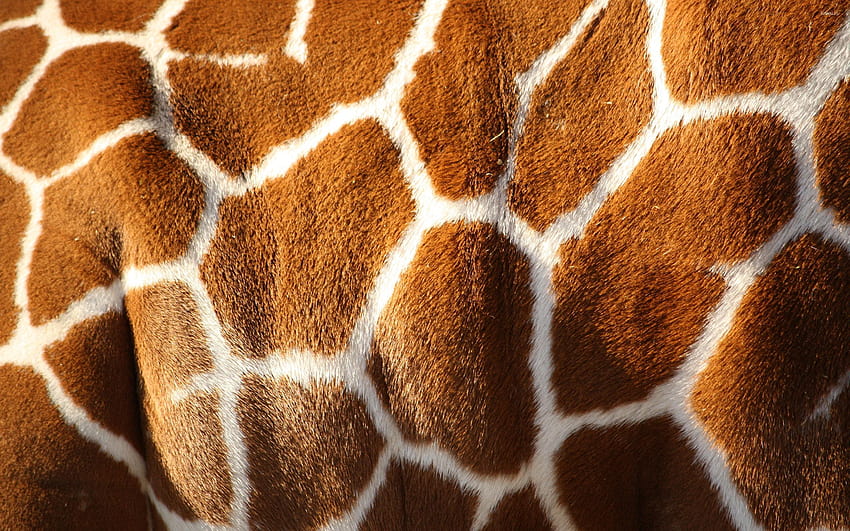 Giraffe skin [2] HD wallpaper