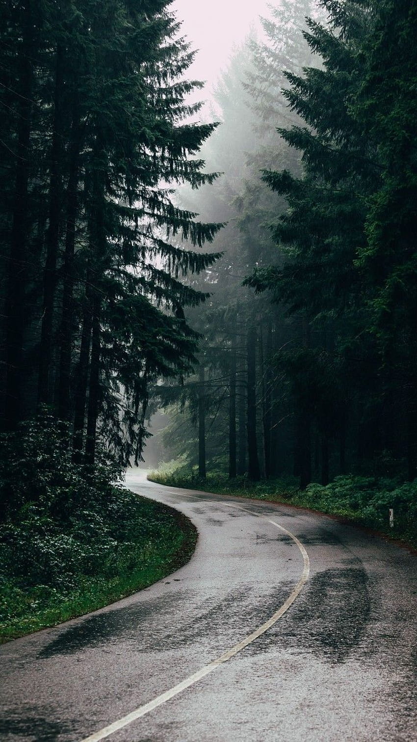 rainy mountain forest phone HD phone wallpaper