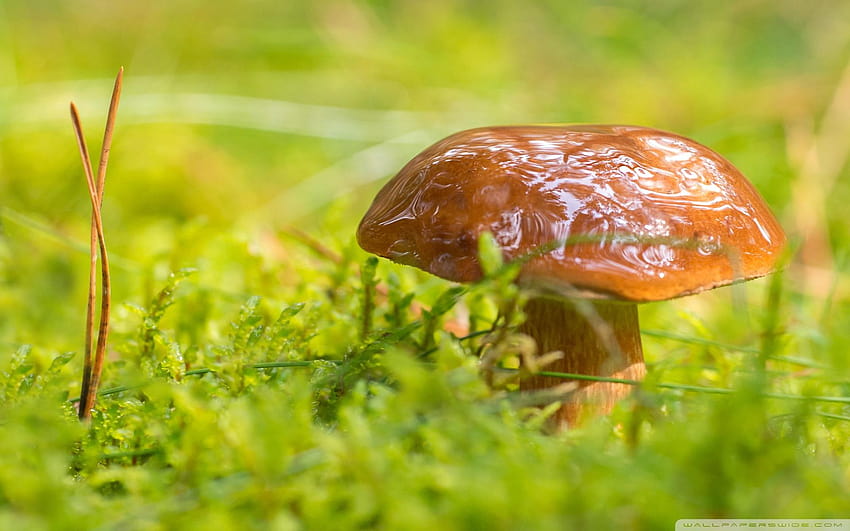 Mushroom, Green Moss, Macro ❤ for Ultra, mushrooms in moss HD wallpaper