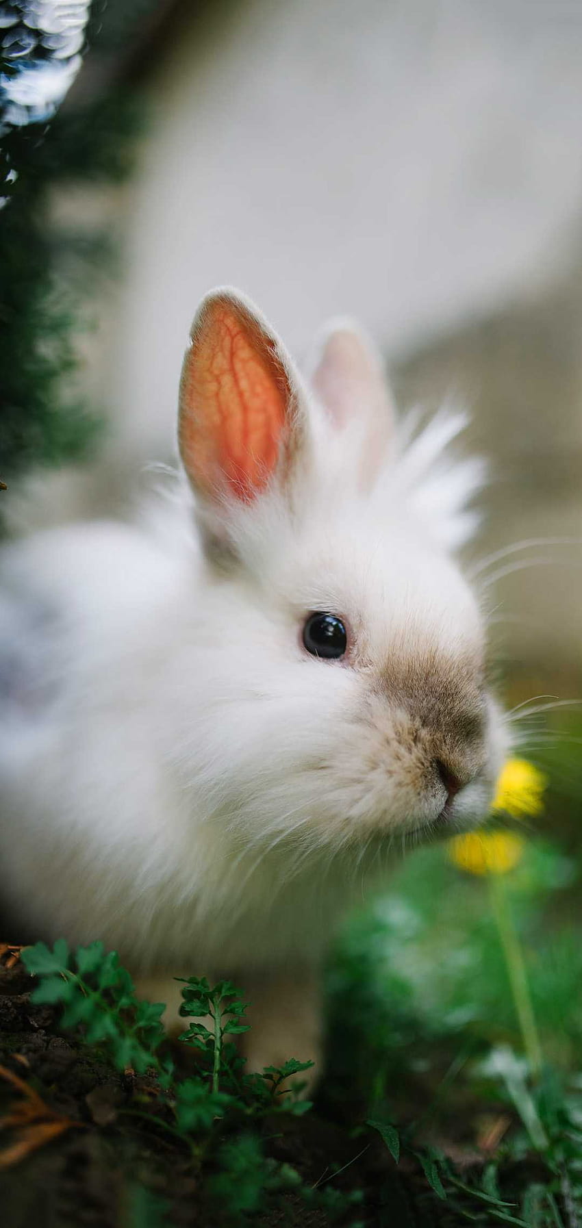 Rabbit, leporids HD phone wallpaper | Pxfuel