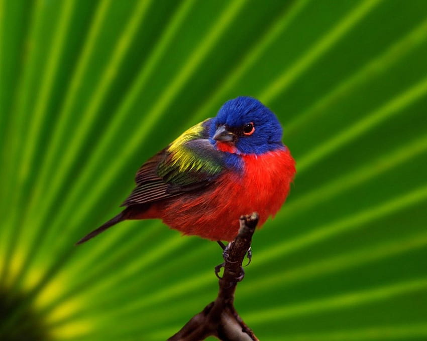 birds painted bunting 1280x1024 High Quality HD wallpaper