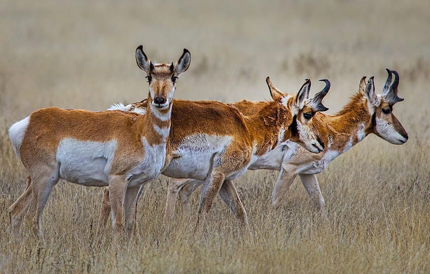 grass, horns, the herd, antelope, pronghorn HD wallpaper