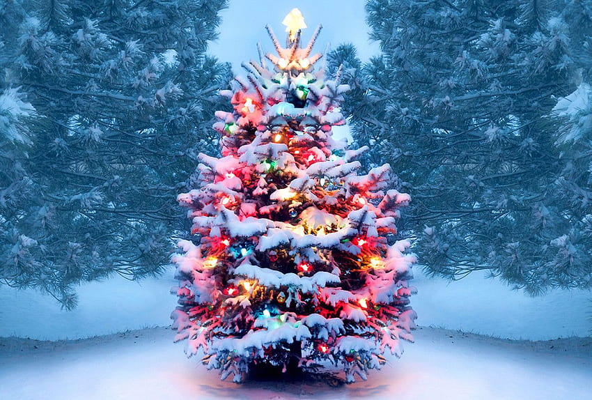 25 Christmas Traditions and Their Origins, traditional christmas trees HD wallpaper