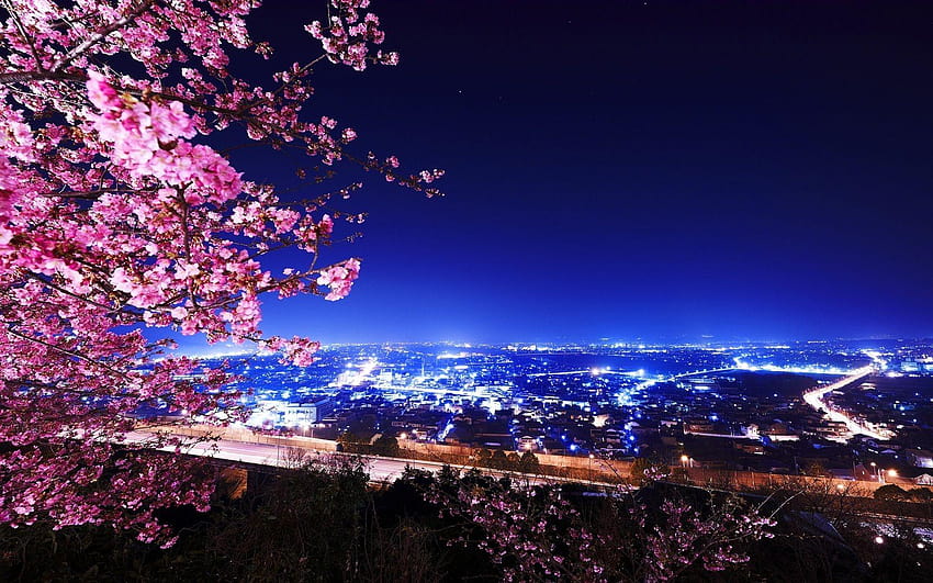 Cherry Blossom Tree at Night, flor de cerejeira noturna do computador papel de parede HD