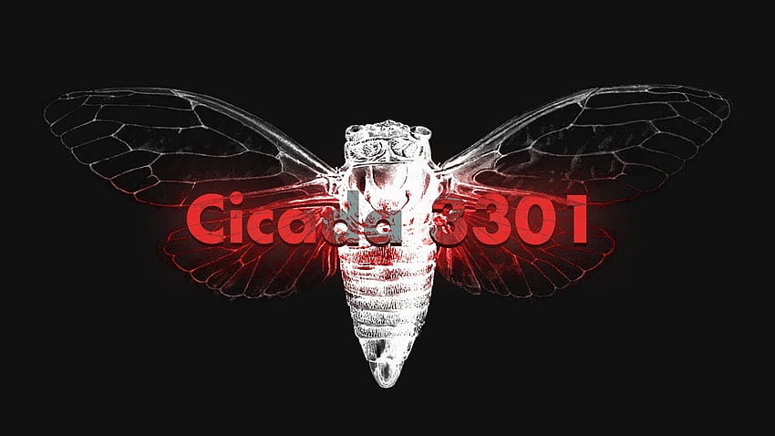 Cicada 3301, cicadas HD wallpaper