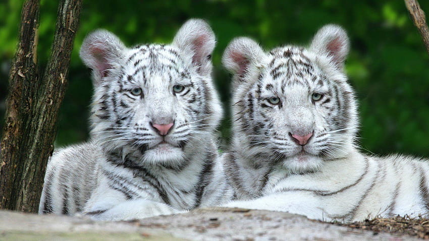 White Tiger Cubs 476831 HD wallpaper