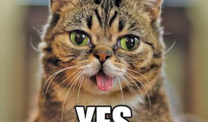 Lil Bub,' Internet cat sensation, wins over Tribeca Film Fest HD wallpaper