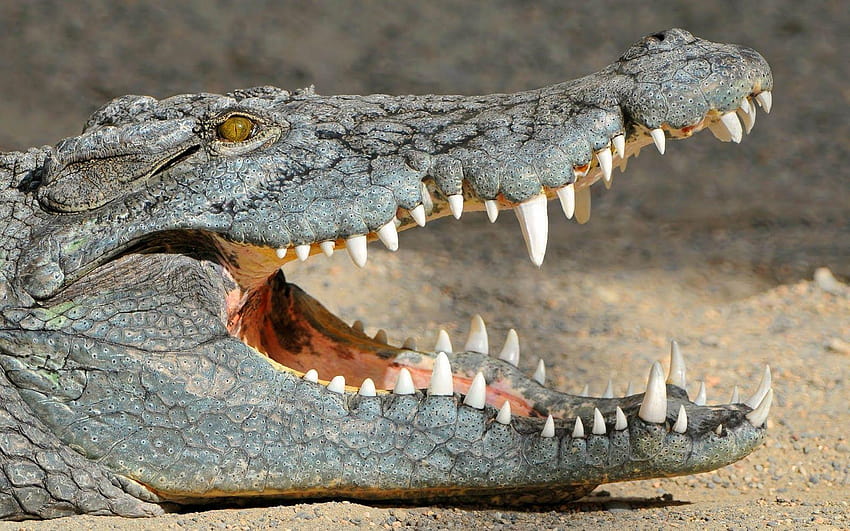 крокодил, алигатор HD тапет