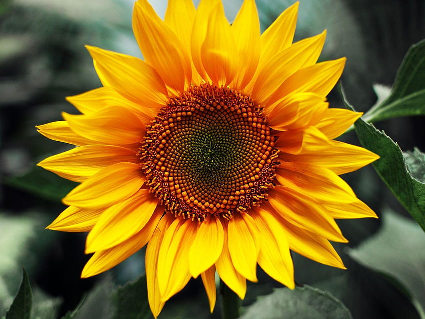 Sunflower Flower, helianthus annuus HD wallpaper
