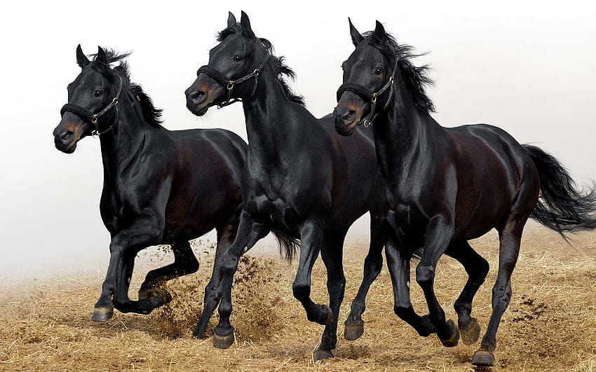 7 Black Horse Running, 7 running horses black HD wallpaper