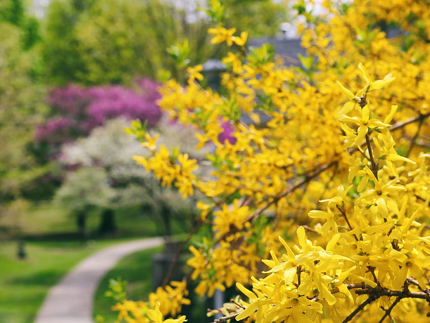 10 най-добри храсти с жълти цветя, малки жълти цветя зелени листа слънчева светлина HD тапет