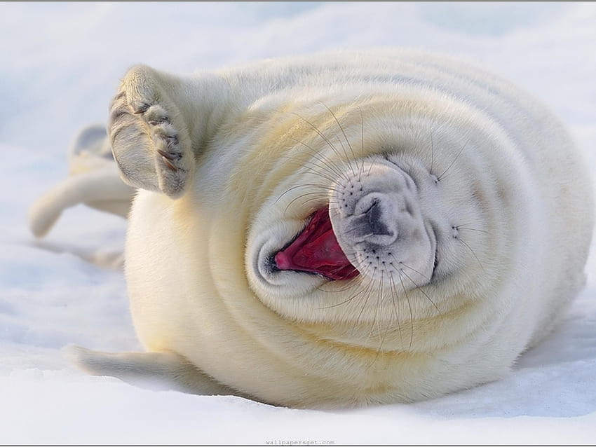 Дебели малки гренландски тюлени HD тапет