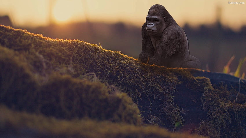 Gorilla 30429, great ape HD wallpaper